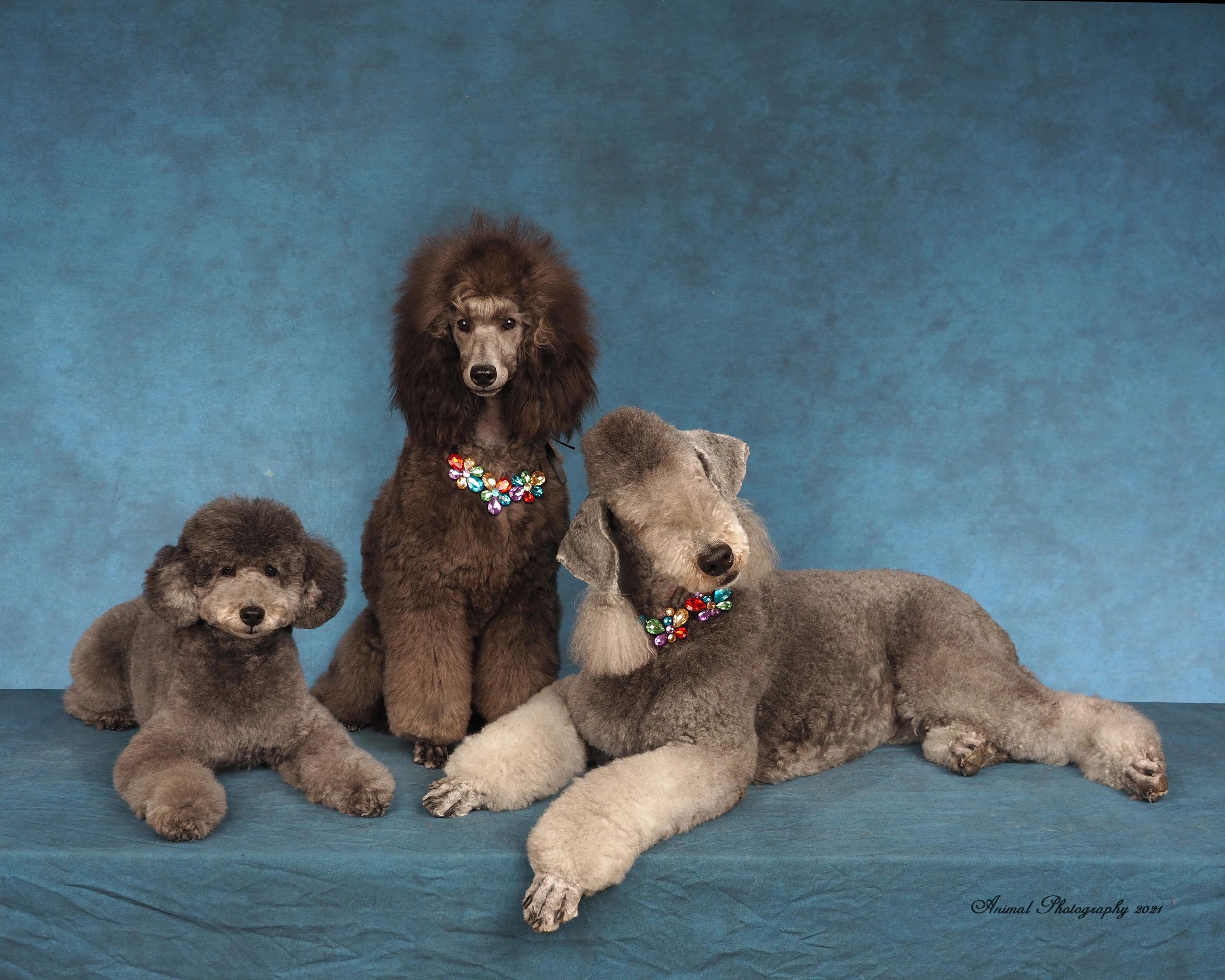 Puppies | Velvet Rain Poodles