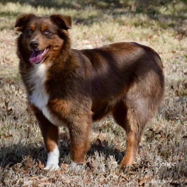 A happy brown and white dog standing on dry grass.