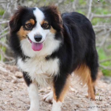 Happy black and white dog with tongue out.