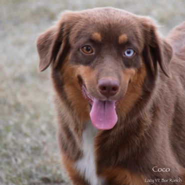 Dog with heterochromia and pink tongue.