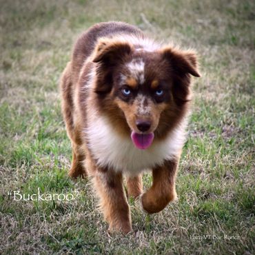 Brown and white Australian Shepherd with blue eyes walking on grass.