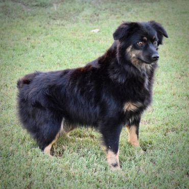 Black and tan fluffy dog standing on grass outdoors.