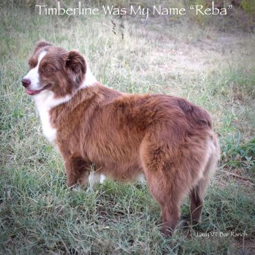 A brown and white dog named Reba stands in a grassy area.