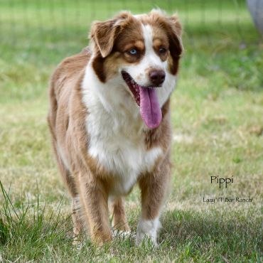 Brown and white dog with blue eyes on grass.