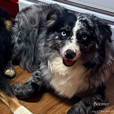 Smiling Australian Shepherd with striking blue eyes.