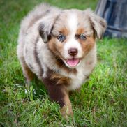 Miniature and Toy Aussies - J Bar T Ranch