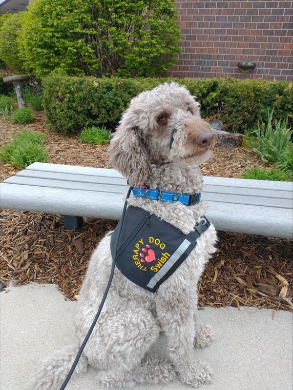Swish, Perceptions' Mascot and Therapy Dog