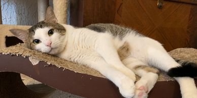 St. Louis cats, Beloved cat adopted by nursing home