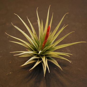 Tillandsia - Gris Fluo & Green