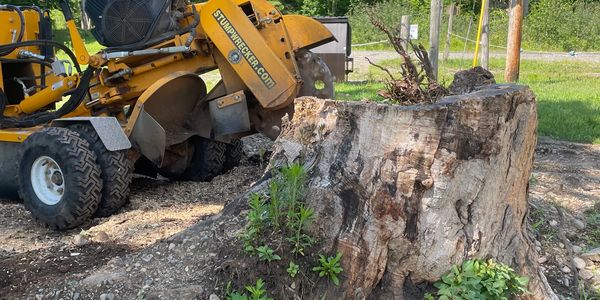 Albany County New York Tree Stump Grinding / Tree Stump Removal www.StumpWrecker.com