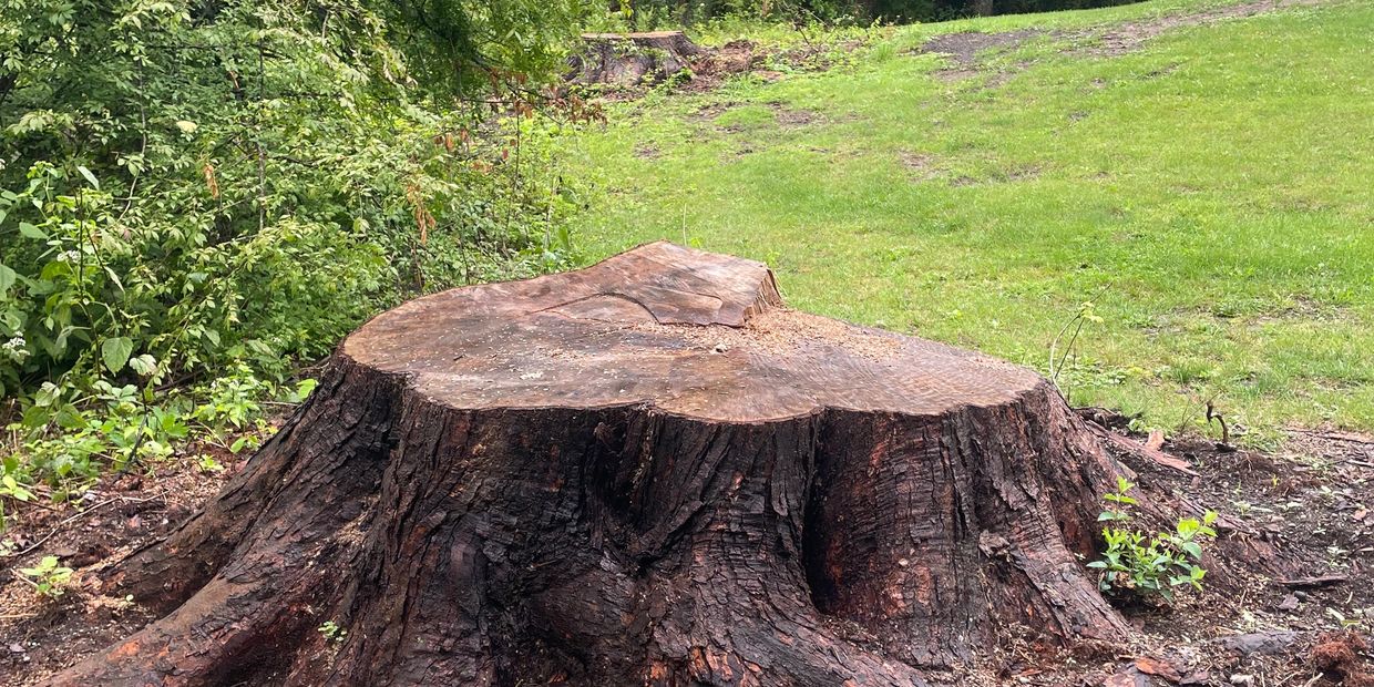 Stump removal needed in Clifton Park, NY