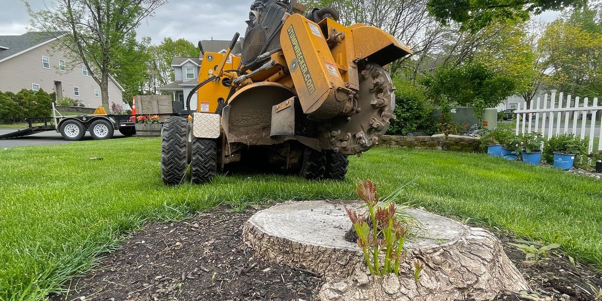 Stump Grinder in Slingerlands NY. Tree Stump Removal Service. Stump removal near me.