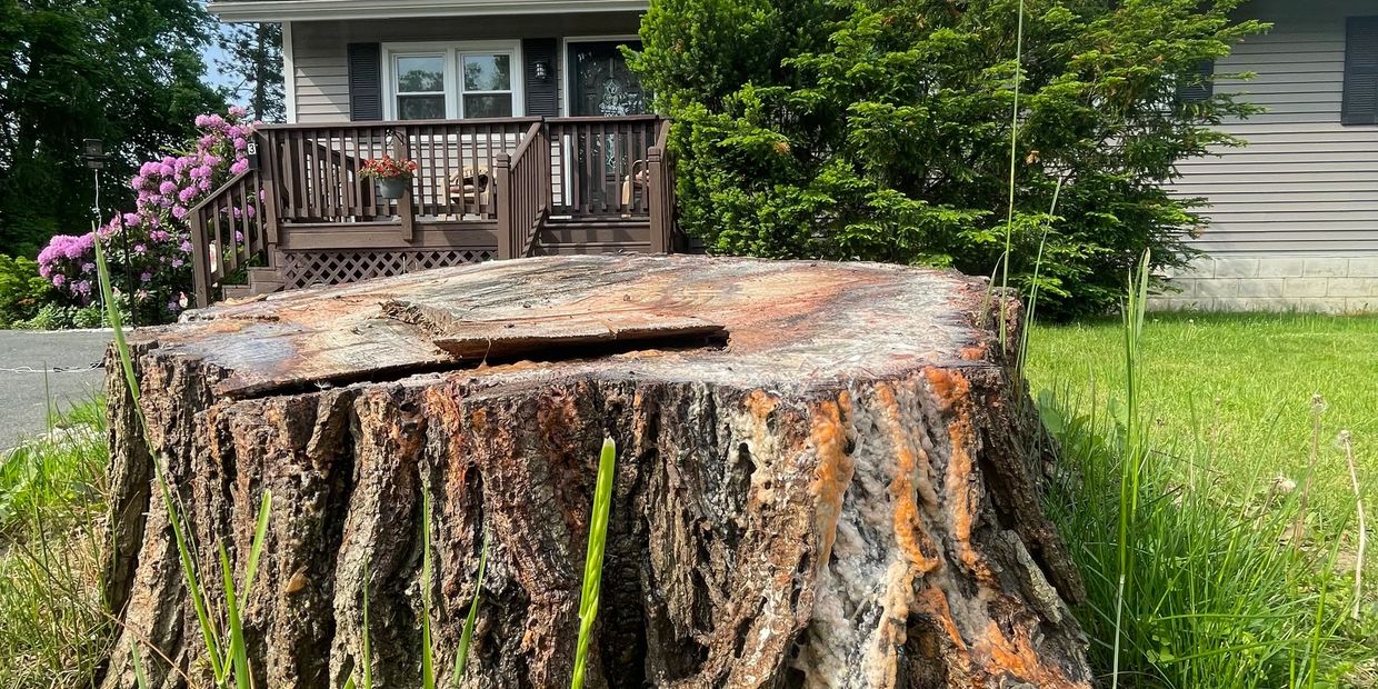 Stump Wrecker Grinding Stumps in Albany NY. Stump Grinding near Albany NY