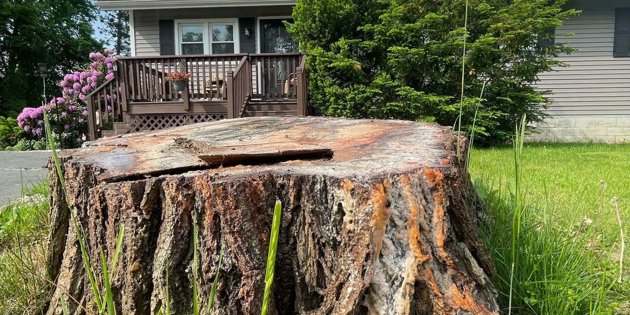 Stump Wrecker Grinding Stumps in Lenox Massachusetts. Stump Grinding near Lenox MA