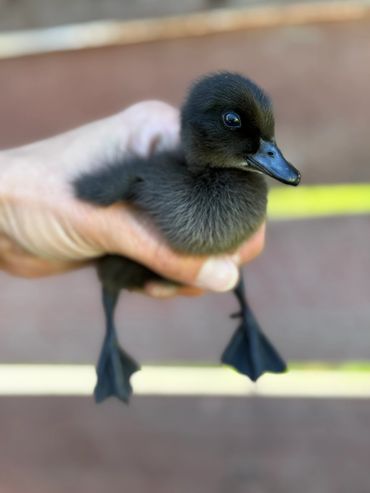 A person holding a small black duckling gently in their hand.