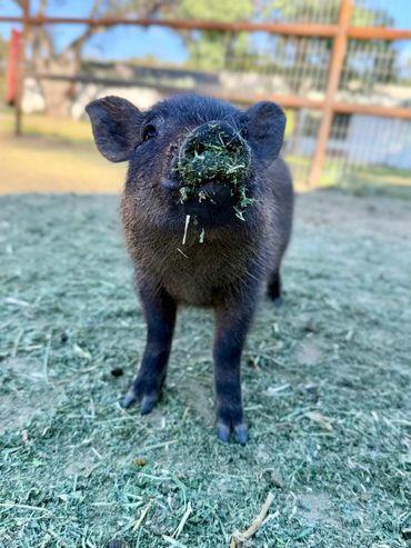 A cute black piglet with hay on its snout standing outdoors.
