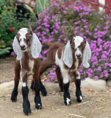 Two adorable baby goats with long ears standing outdoors near purple flowers.