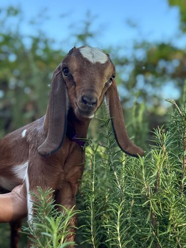 A young brown goat with long ears stands among green plants outdoors.