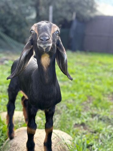 A curious black baby goat standing on a rock in a grassy area.