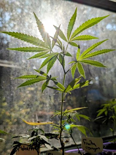 Young cannabis plant backlit by sunlight through a window.