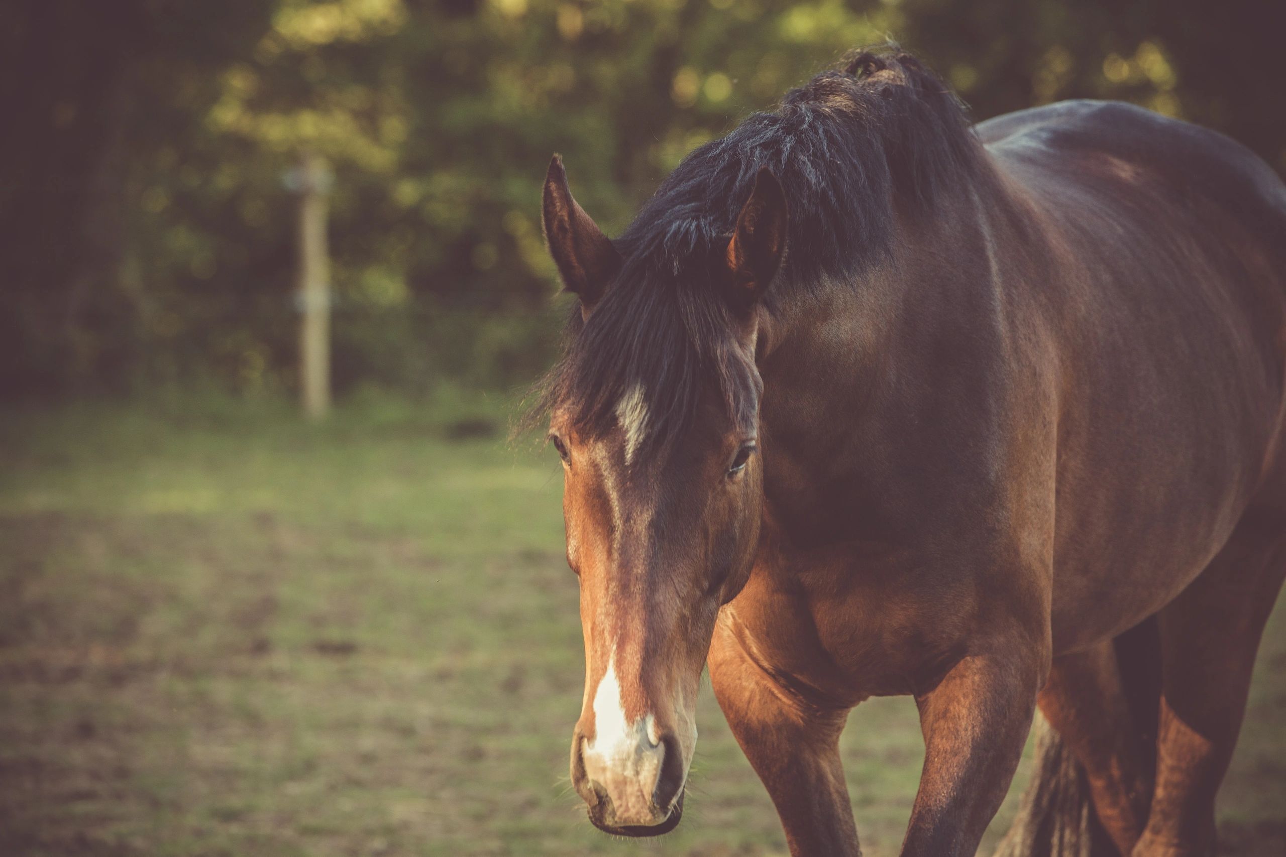 Horse Treats Hungry Horse Company