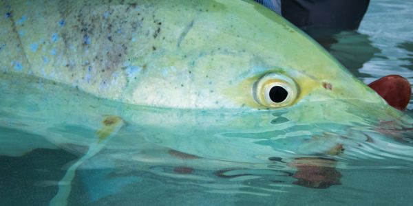 Eye of Blue Fin Trevally