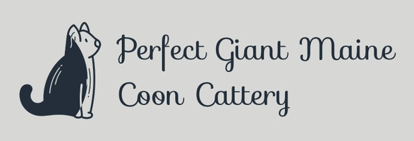 PERFECT GIANT MAINE COON CATTERY