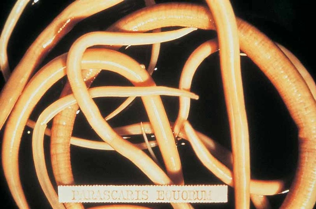 Ascarids/Large Roundworms (Parascaris equorum