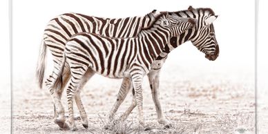 And Two Became One by Jovian. This African wildlife photography features two zebras in Africa.