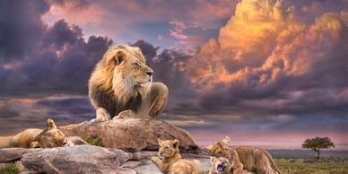 The Kalahari King by Jovian. This African wildlife photography features a lion in Africa.