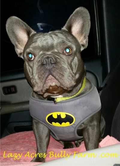 french bull dog blue frenchie for sale