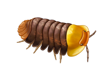 Close-up of a segmented insect with a yellow head and brown body.