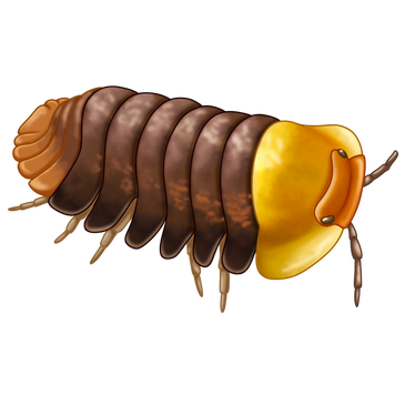 Close-up of a segmented insect with a yellow head and brown body.