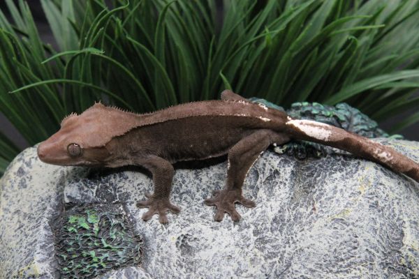 Axanthic - Male