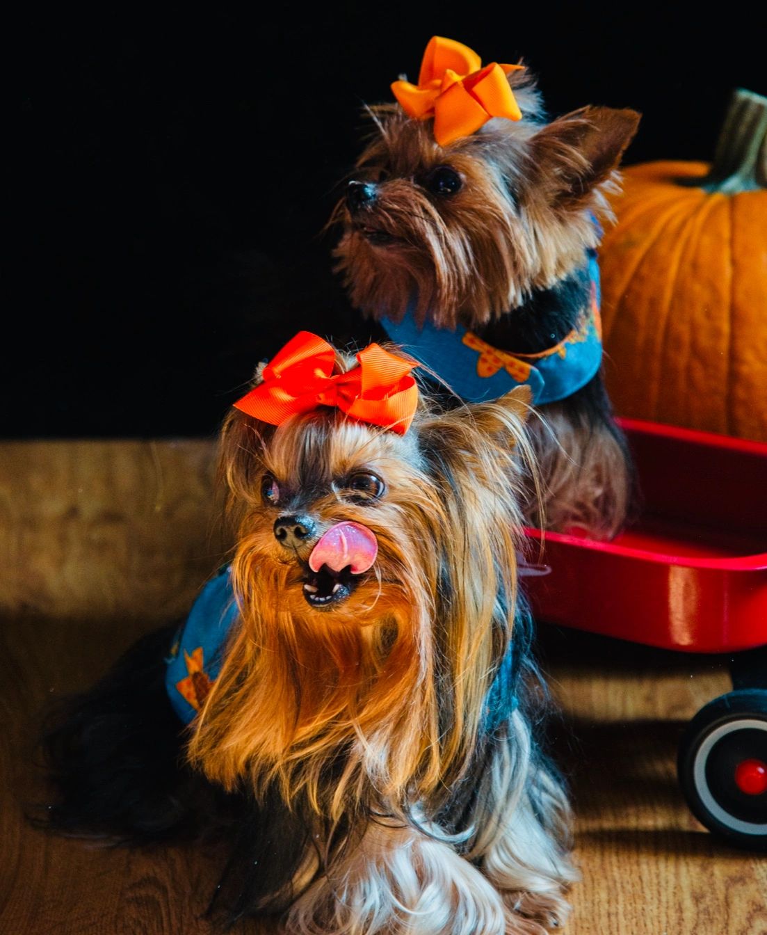 two halloween tiny Yorkies