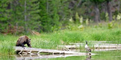 Bear near water with a bird.