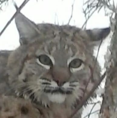 Close-up of a wild bobcat in a snowy environment.