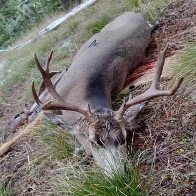 A large deer with impressive antlers lying on the forest ground.