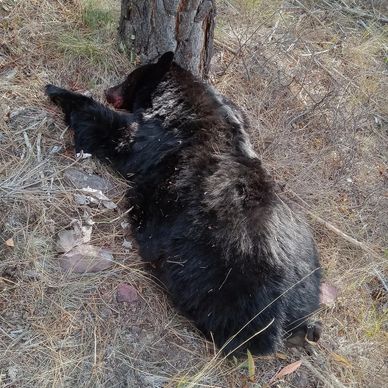 A black bear lying on the ground near a tree in a forest.