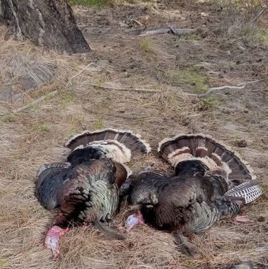 Two wild turkeys lying on dry grass with fanned tails.