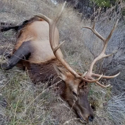 Bull Elk