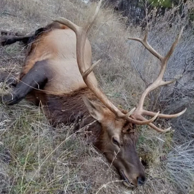 A large elk lying on the ground with impressive antlers.