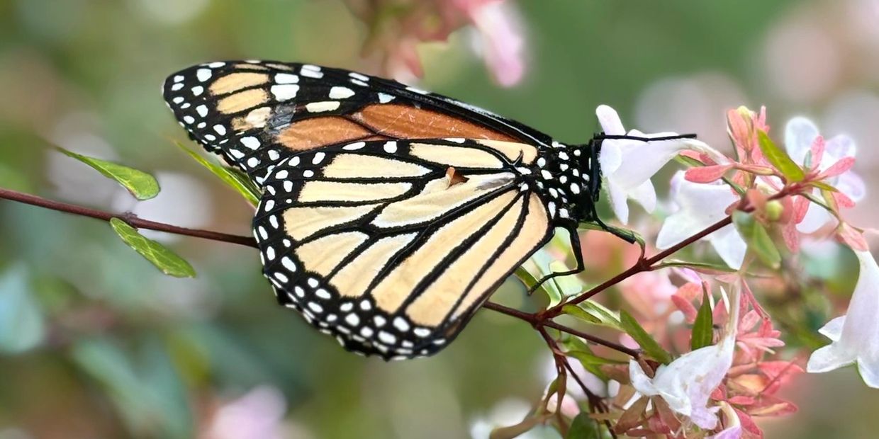 A monarch butterfly feeding on white flowers with a blurred natural background.