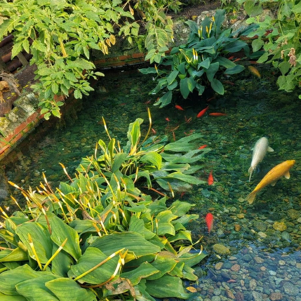 “Koi and goldfish swim among aquatic plants in the glasshouse pond.