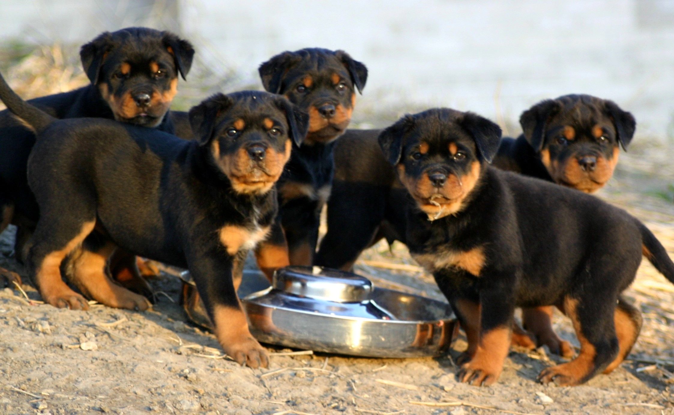 when can a rottweiler have puppies?