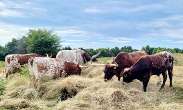 Herd of cattle grazing in a field.
