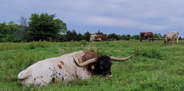 A large longhorn resting in a grassy field.
