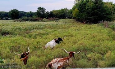 Longhorn cattle grazing in a green field.