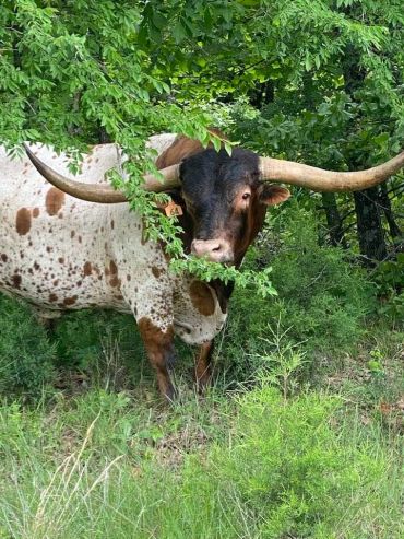 A Texas Longhorn cow partially hidden behind green foliage.