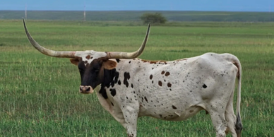 A longhorn cow standing in a grassy field.